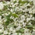 健康生态的洋槐花