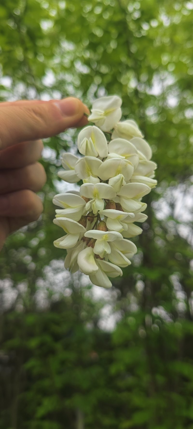健康生态的洋槐花