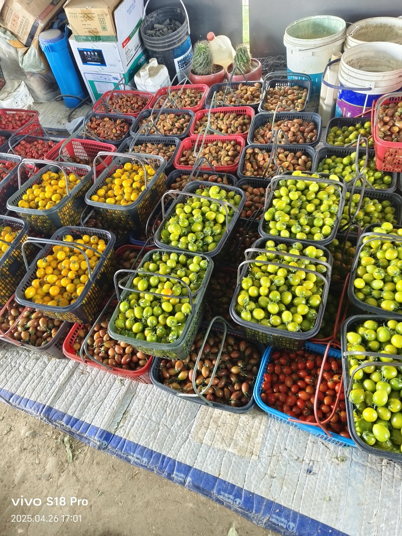 小番茄