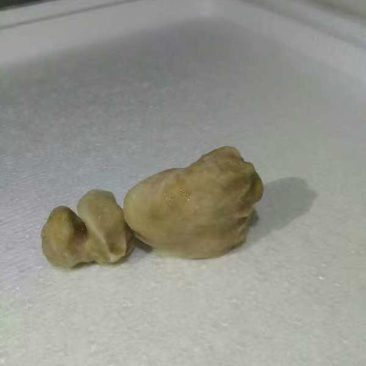 狗宝