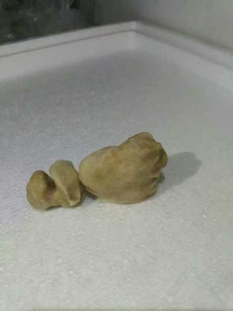 狗宝