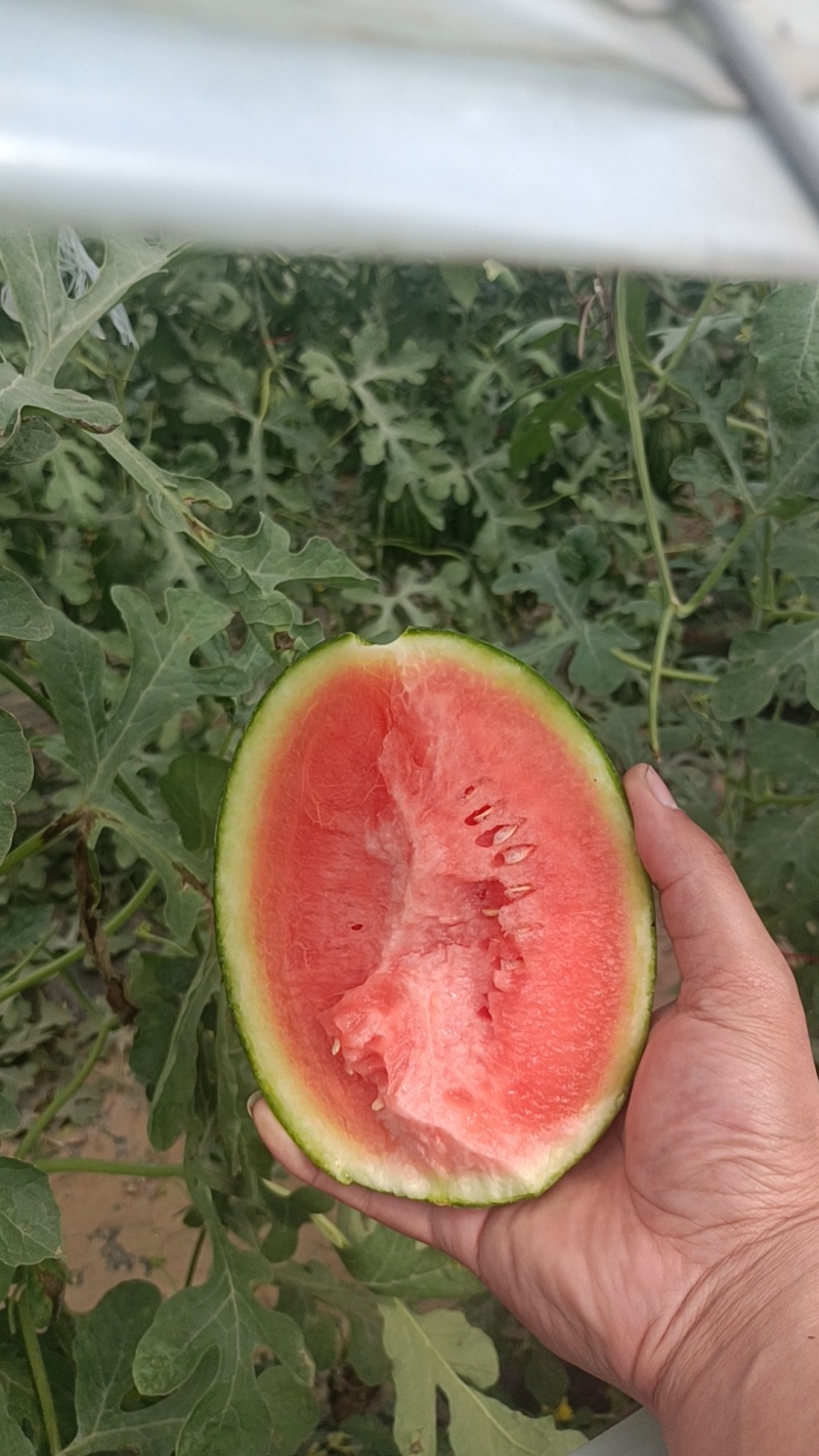 庞各庄西瓜L600正经庞各庄西瓜，不要拿外地瓜比价格