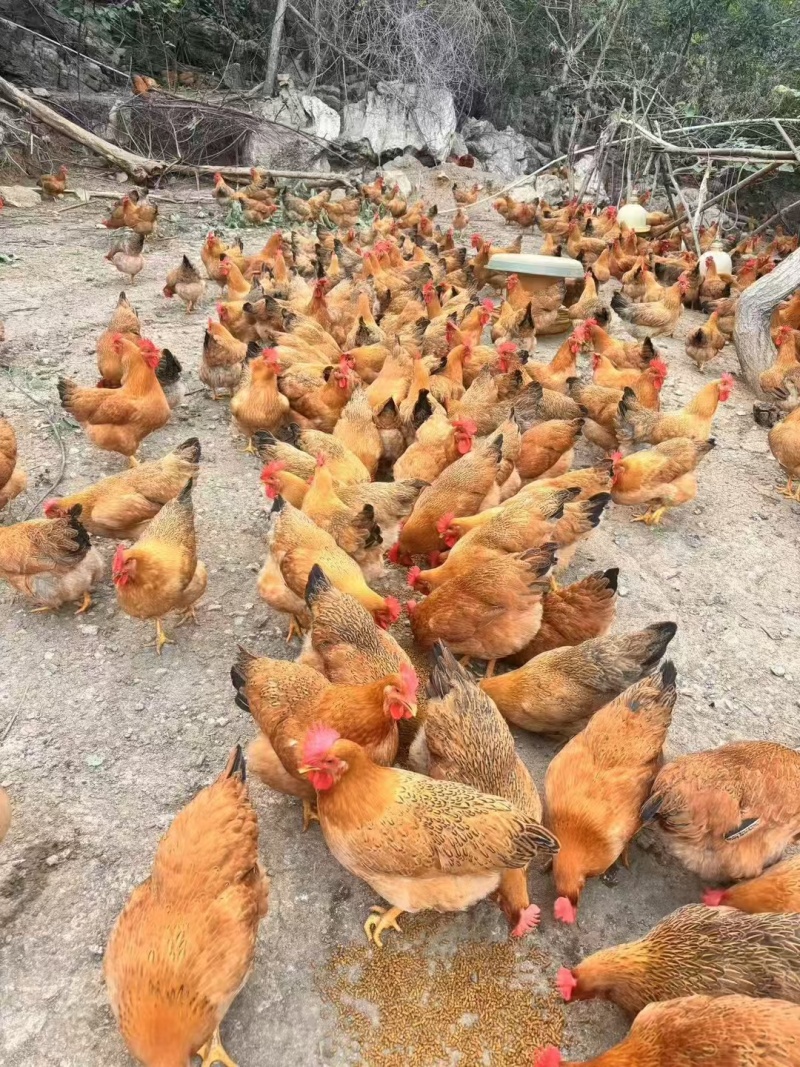 灵土1项，均重3.8斤，老水货，细骨黄肉，蒄红毛靓鸡健康，隆