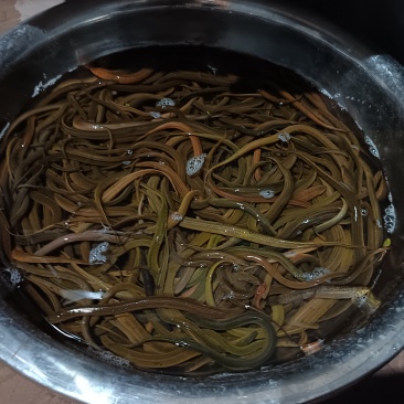 土黄鳝
