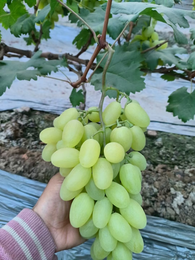维多利亚葡萄大量上市供应各种平台电商平台产地直发