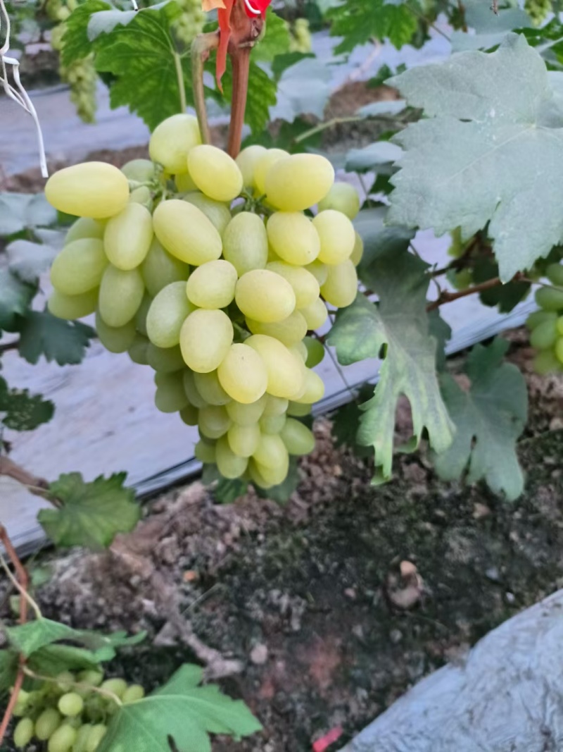 维多利亚葡萄大量上市供应各种平台电商平台产地直发