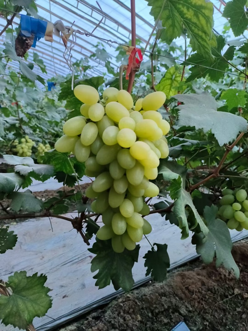 维多利亚葡萄大量上市供应各种平台电商平台产地直发