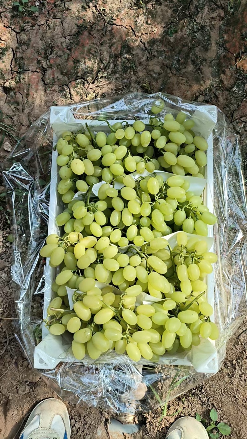 维多利亚葡萄大量上市供应各种平台电商平台产地直发