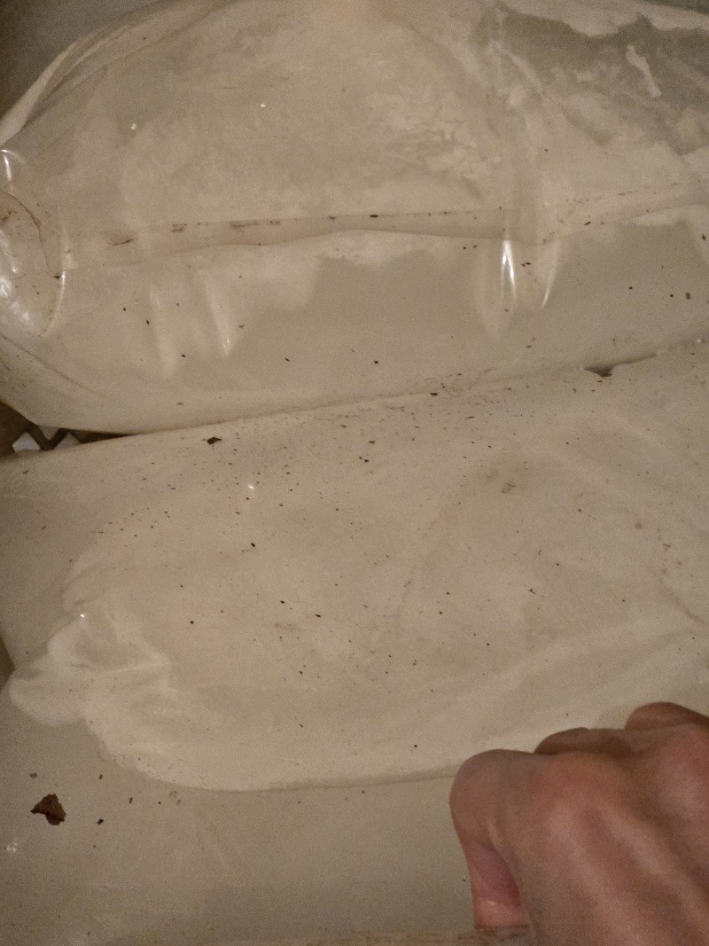 大量出售速冻白桦树汁