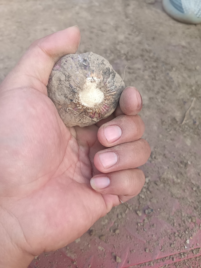 商丘本地大蒜上市，质量保证，一手货源，代发全国