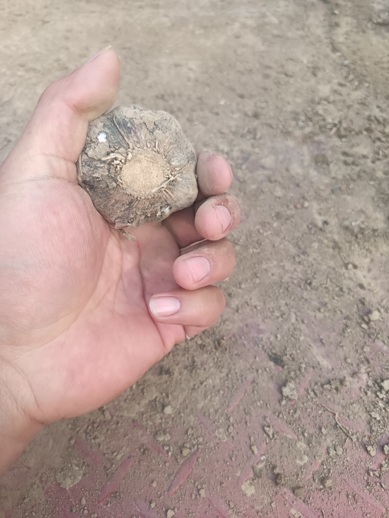 商丘本地大蒜上市，质量保证，一手货源，代发全国