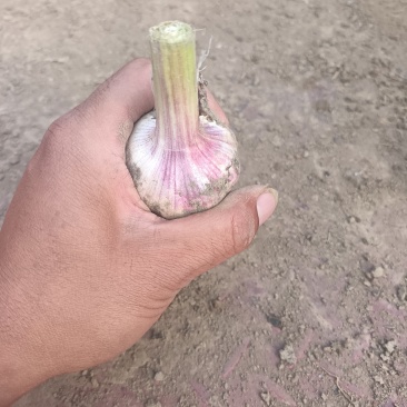 商丘本地大蒜上市，质量保证，一手货源，代发全国