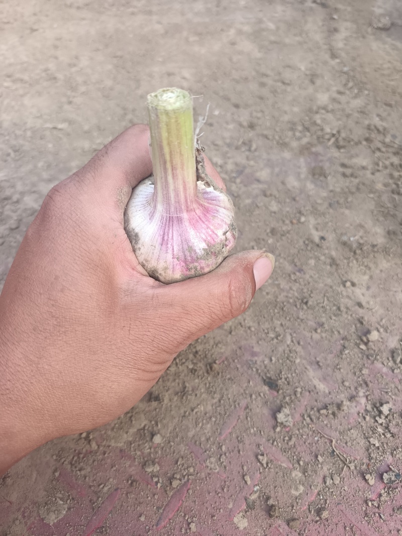 商丘本地大蒜上市，质量保证，一手货源，代发全国