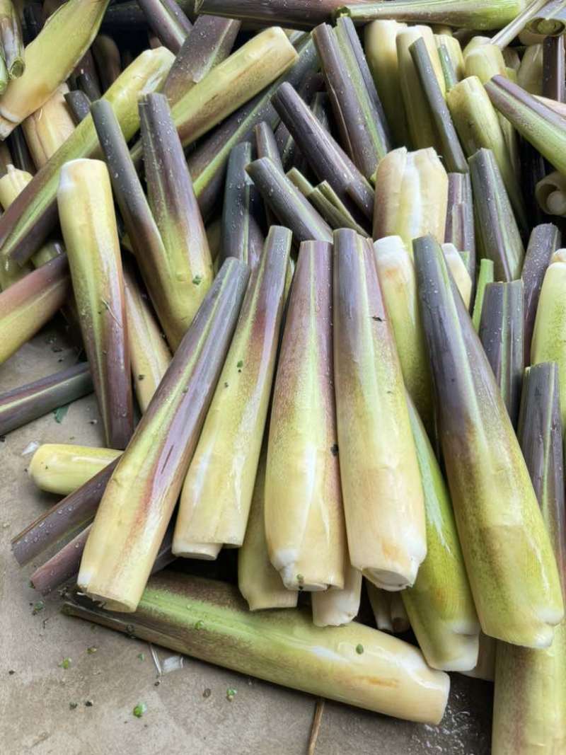 云南茭白一手货源质量保证价格美丽欢迎来电