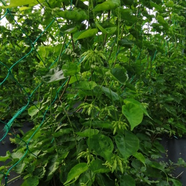 蔬菜/野菜特菜/夜香花