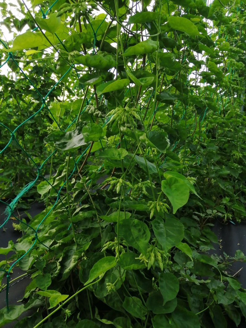 蔬菜/野菜特菜/夜香花