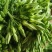 蔬菜/野菜特菜/夜香花