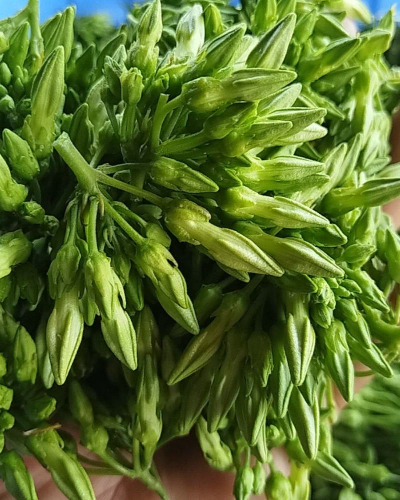 蔬菜/野菜特菜/夜香花