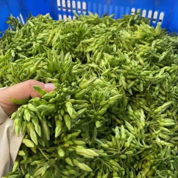 夜香花
