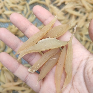 中药材，天冬(天门冬)