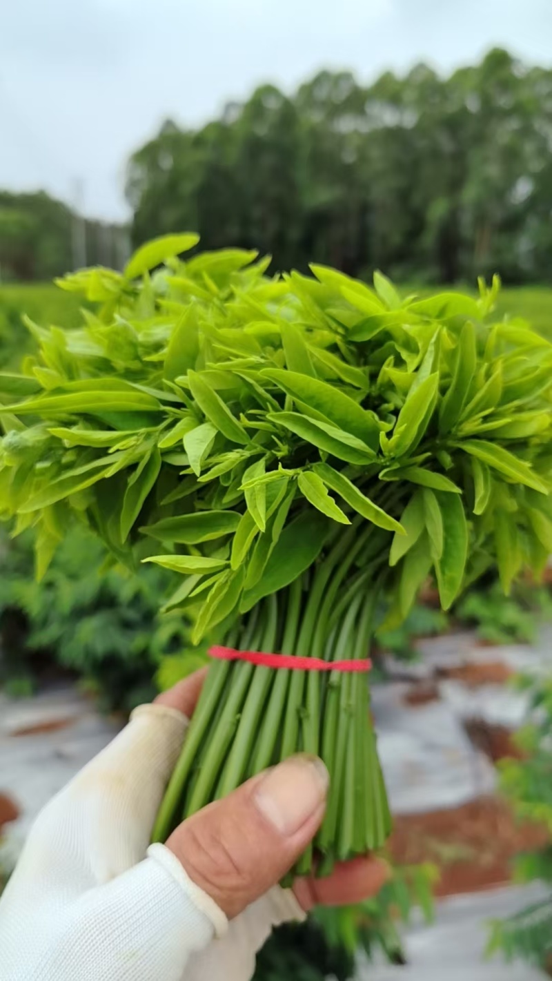 天绿香树仔菜地基直供