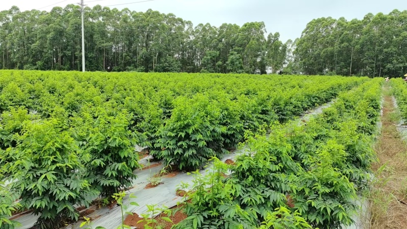 天绿香树仔菜地基直供