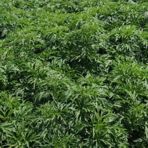 益母草