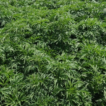益母草