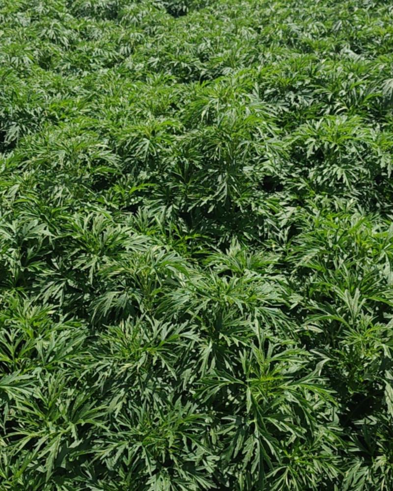 益母草