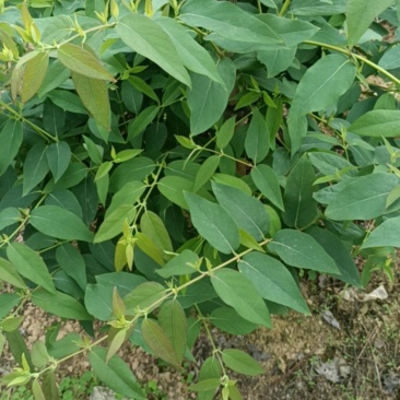贵州，山银花