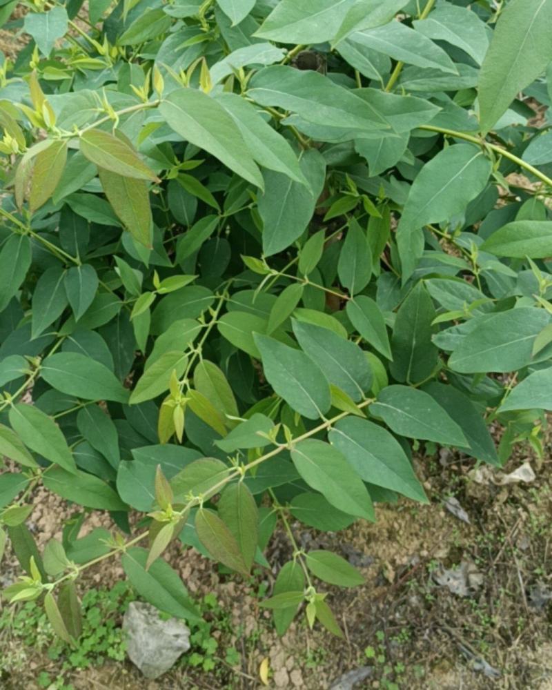 贵州，山银花