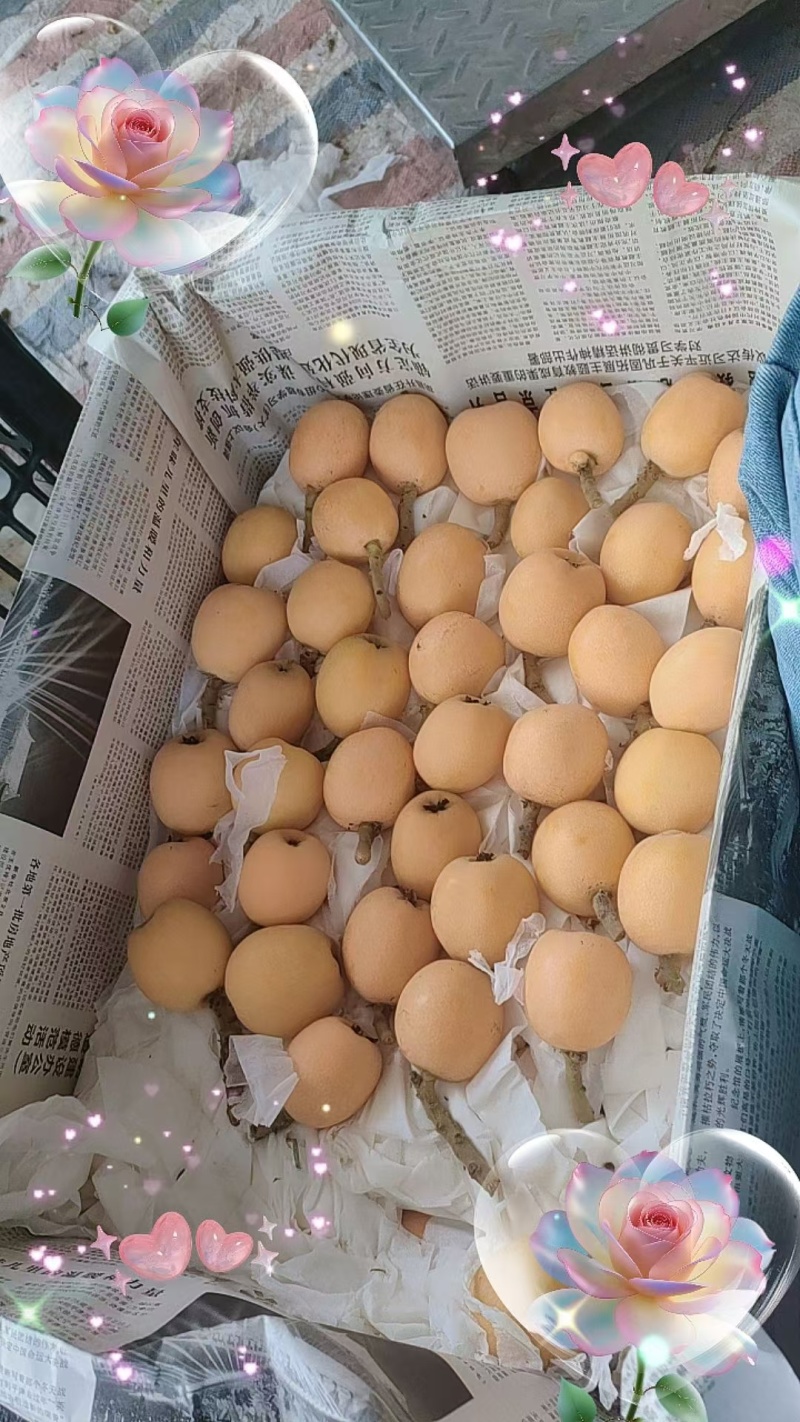 大五星枇杷