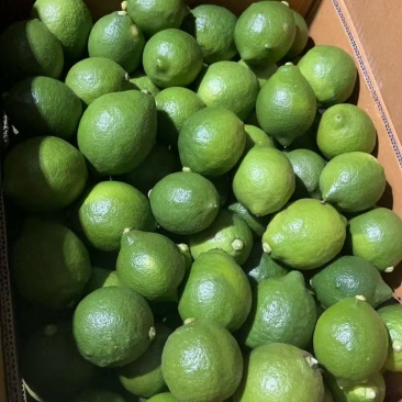 优力克青果，80克至180克一级果，精品果优