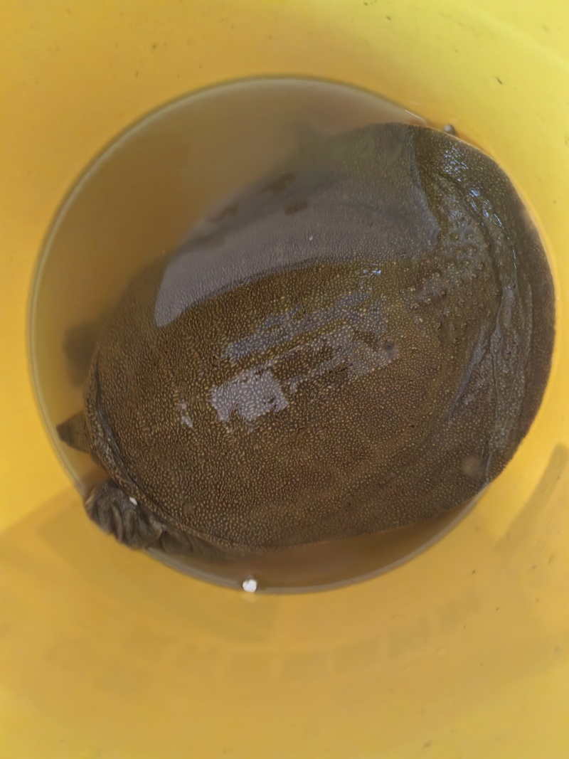 黄河滩原生态甲鱼