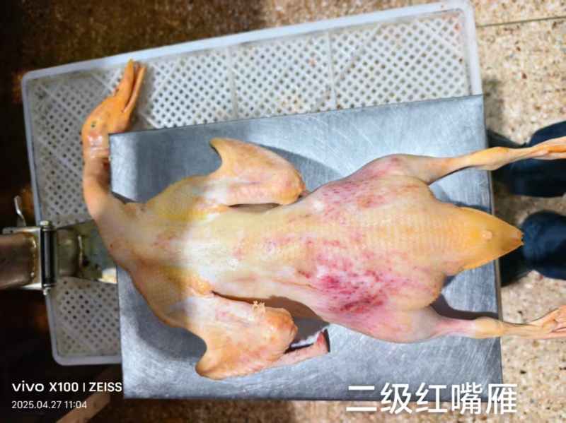 厂家二级红嘴雁5.6斤20吨39斤7只