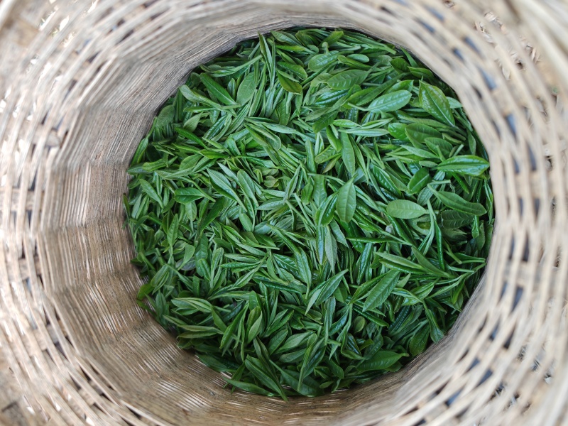皖南山区高山上的***绿茶