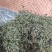 皖南山区高山上的***绿茶