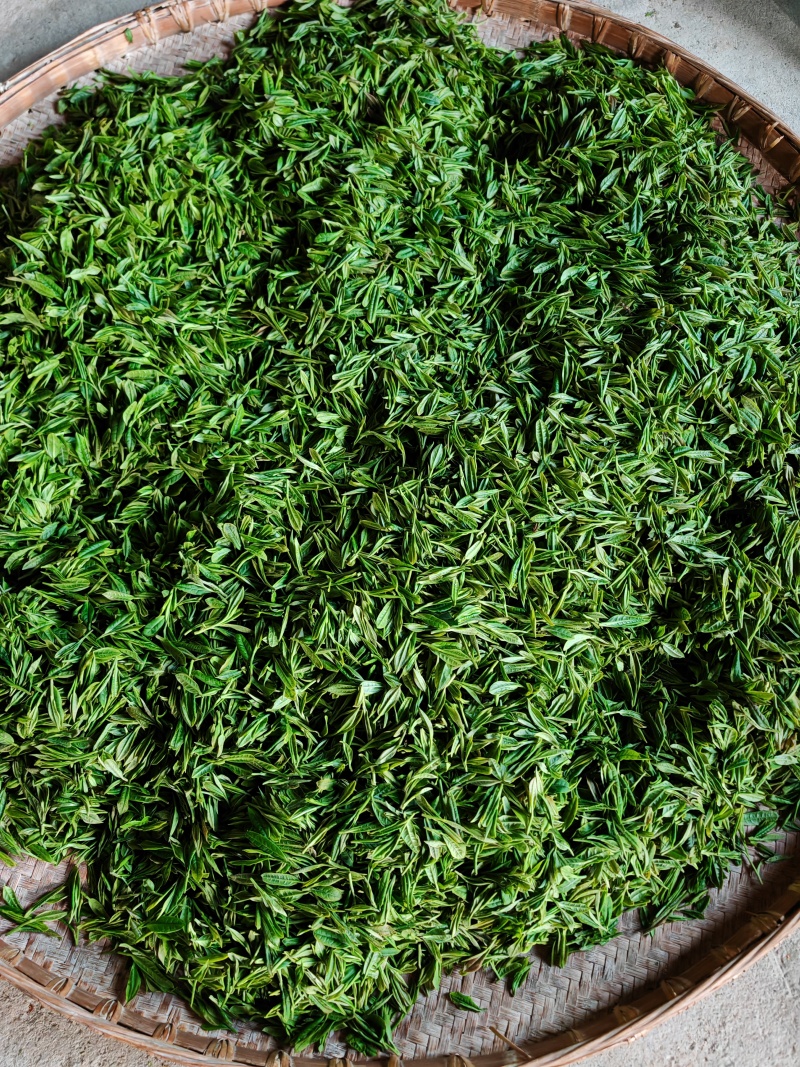 皖南山区高山上的***绿茶