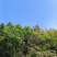 皖南山区高山上的***绿茶