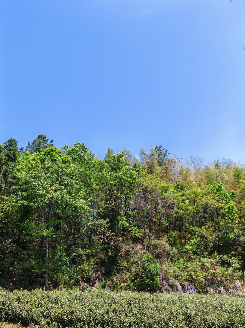 皖南山区高山上的***绿茶