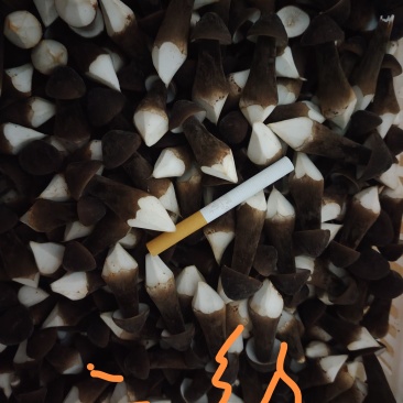 黑皮鸡枞菌