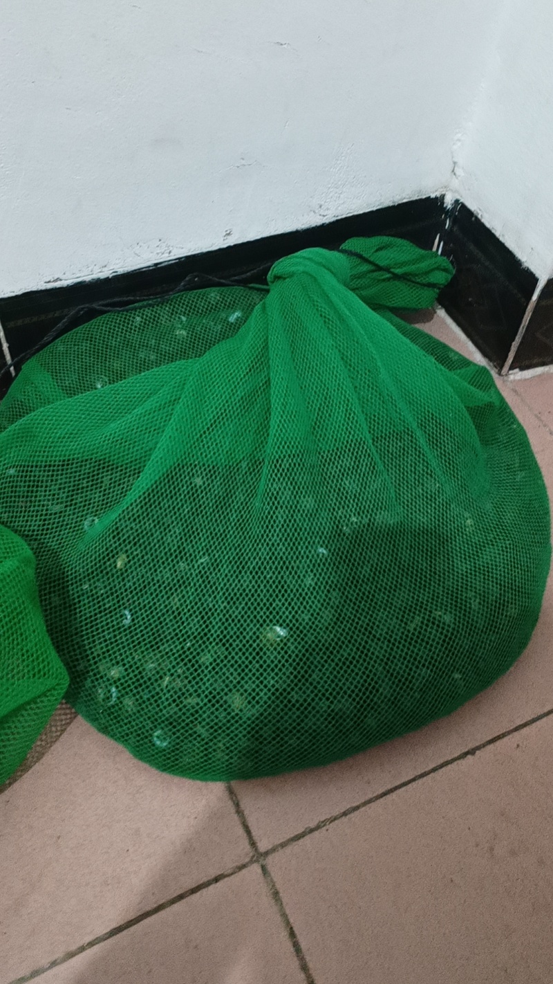芝麻螺