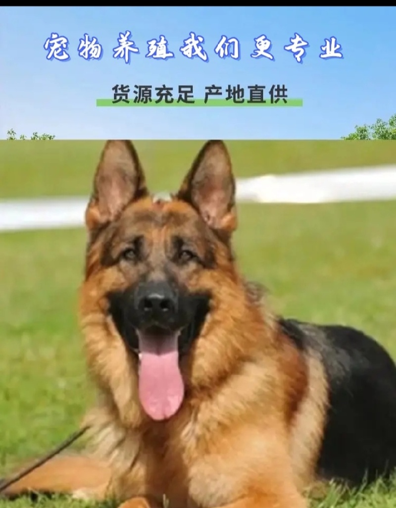狗