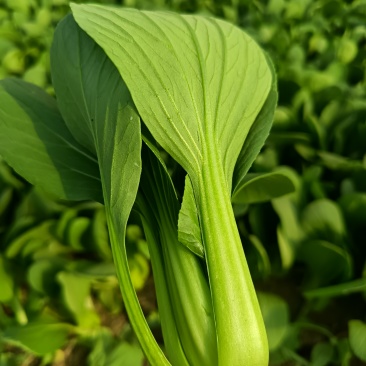 上海青
