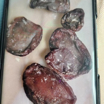 鸡宝