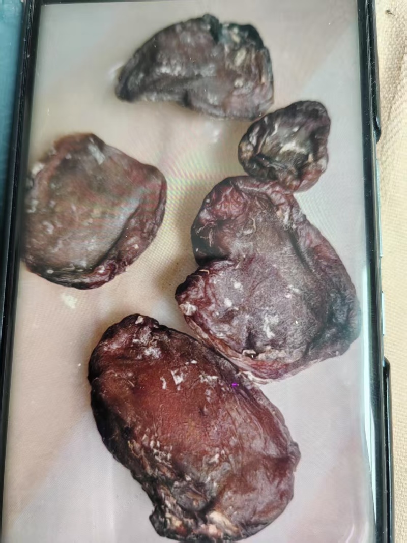 鸡宝