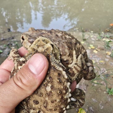 活蟾蜍