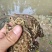 活蟾蜍