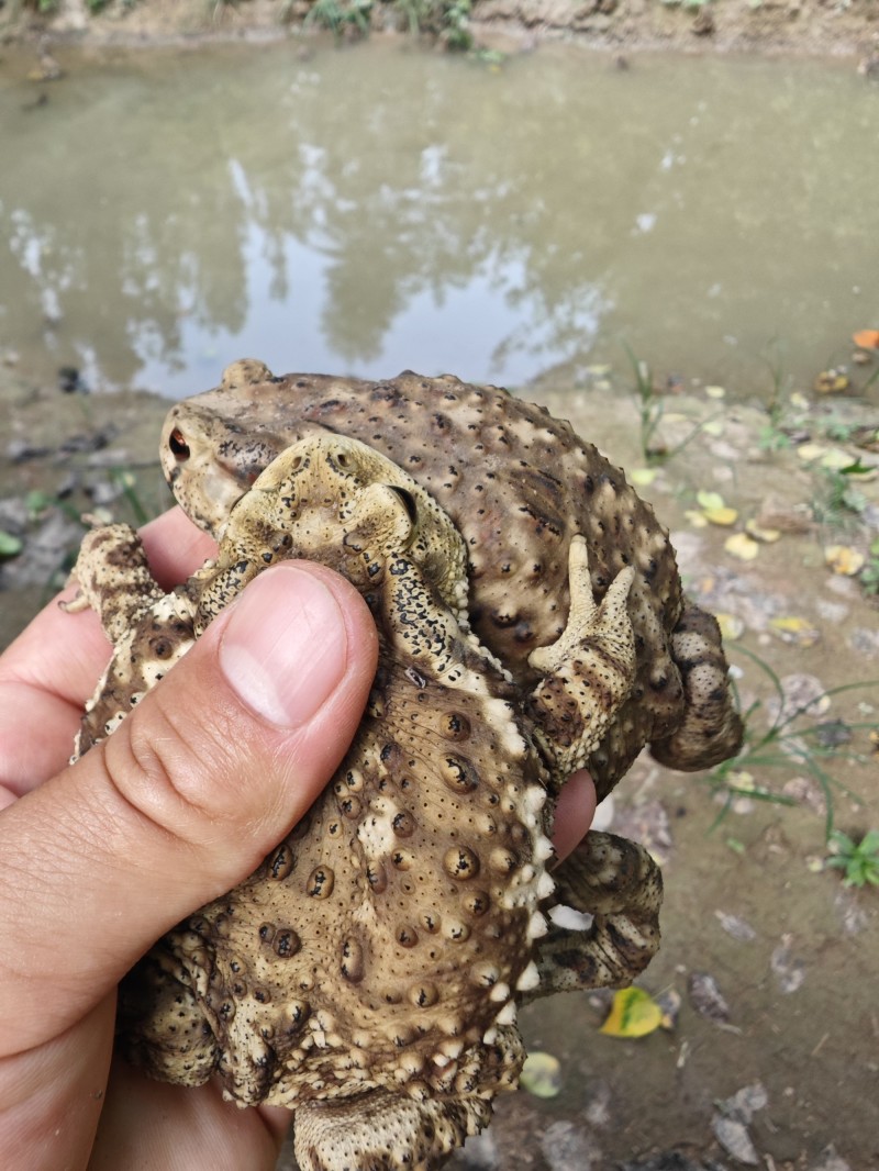 活蟾蜍