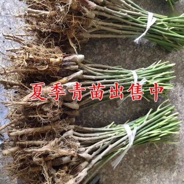 正宗海宁嫁接桑树苗青苗强桑1号农桑14号养蚕桑苗